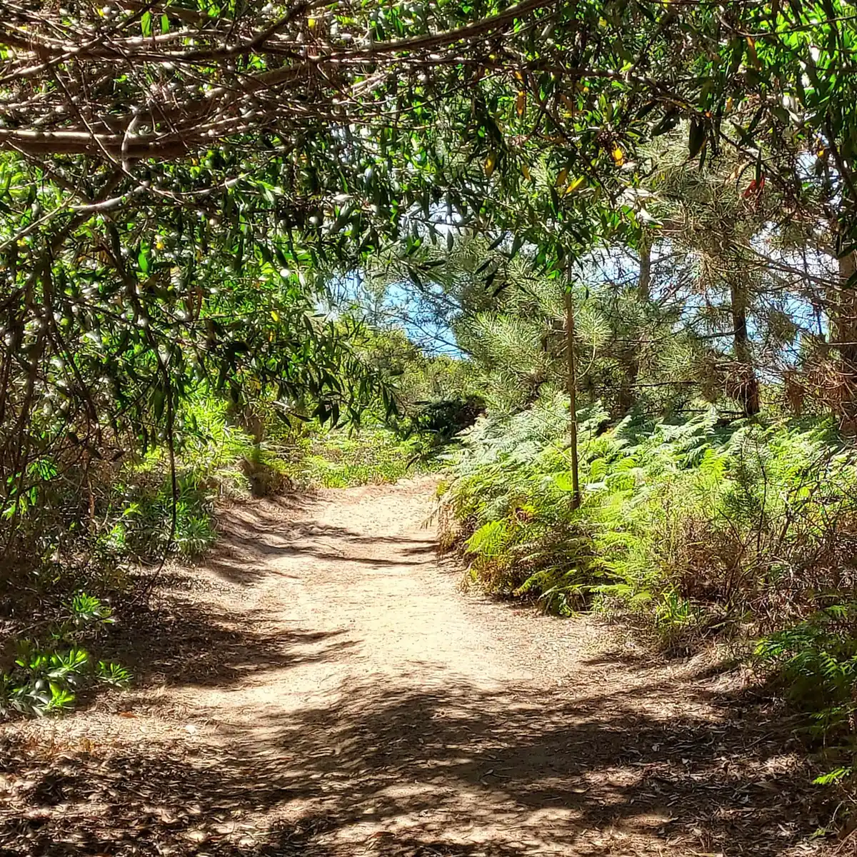 A shaded mountain trail in Monchique